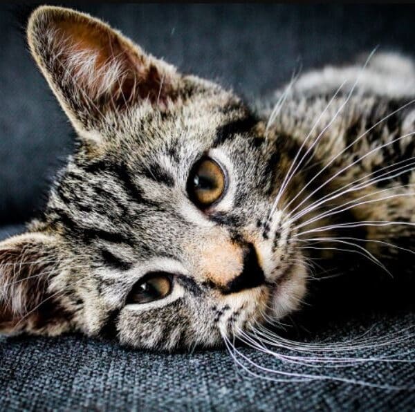 Rekomendasi Makanan Kucing Yang Bagus Terbaik