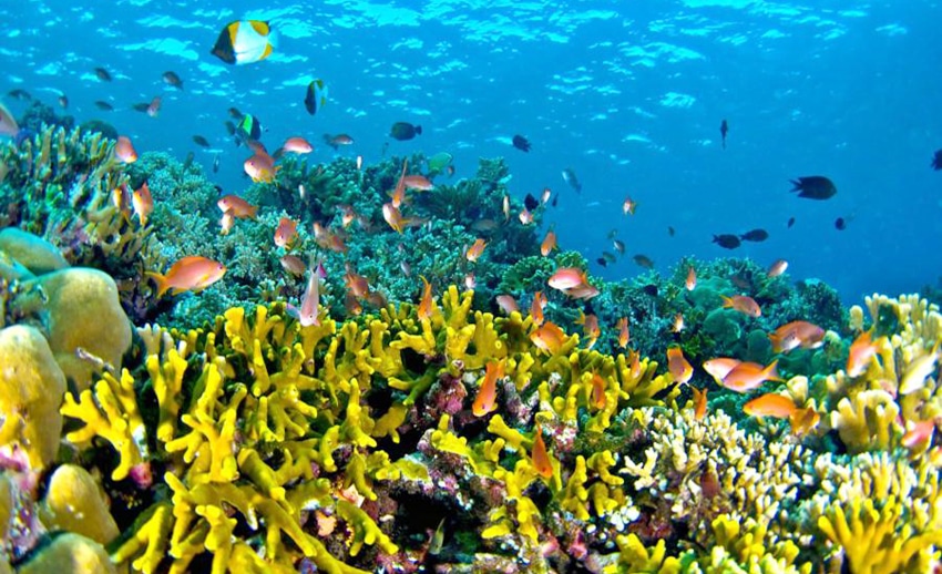 Read more about the article Bunaken, Sejatinya Taman Laut