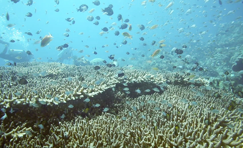 coral reef dan ikan di sekitarnya di bawah laut pulau manado tua
