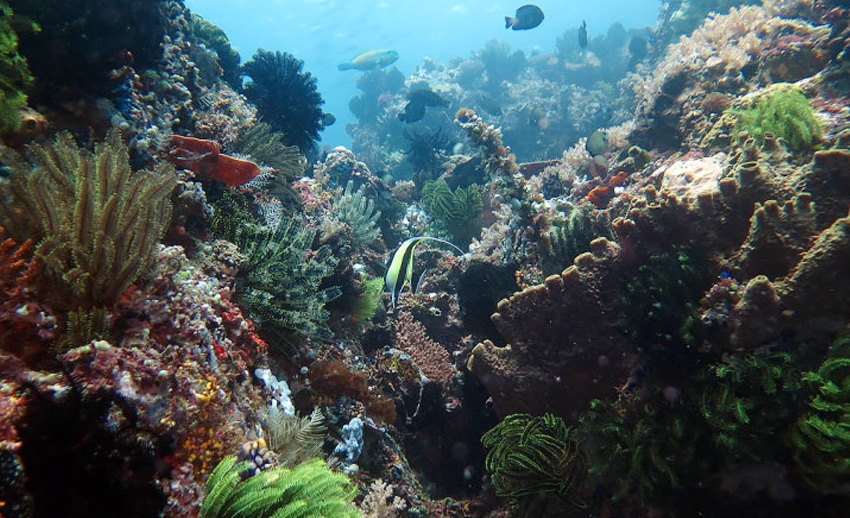 eloknya pemandangan taman laut bunaken