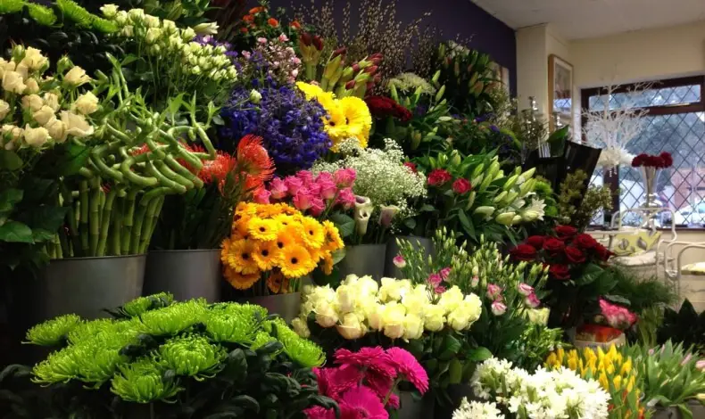Read more about the article Amarylis Florist Manado