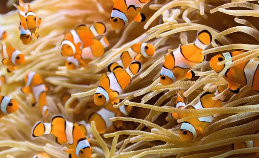 ikan badut (clownfish) alias nemo bermain di antara soft coral bunaken