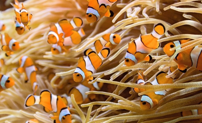 ikan badut (clownfish) alias nemo bermain di antara soft coral bunaken
