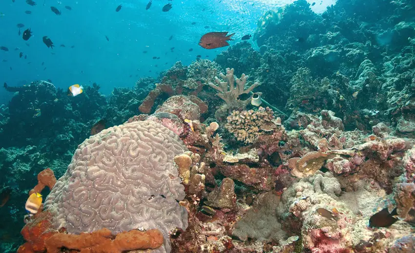 panorama bawah laut siladen