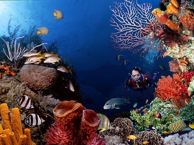 taman laut bunaken