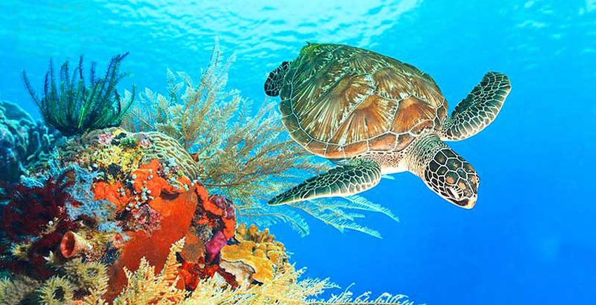 taman laut bunaken andalan manado menyambut traveler milenial