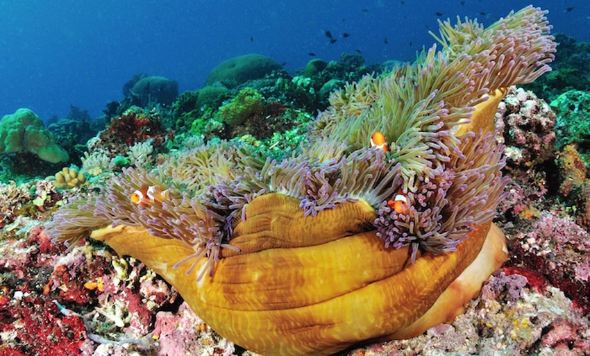 taman laut bunaken manado
