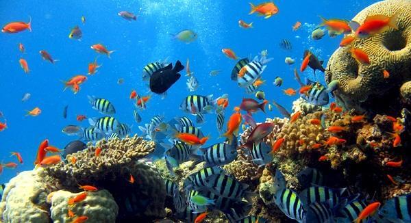 taman laut bunaken 2
