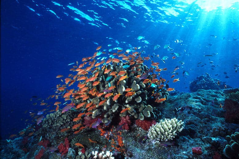taman laut bunaken 3