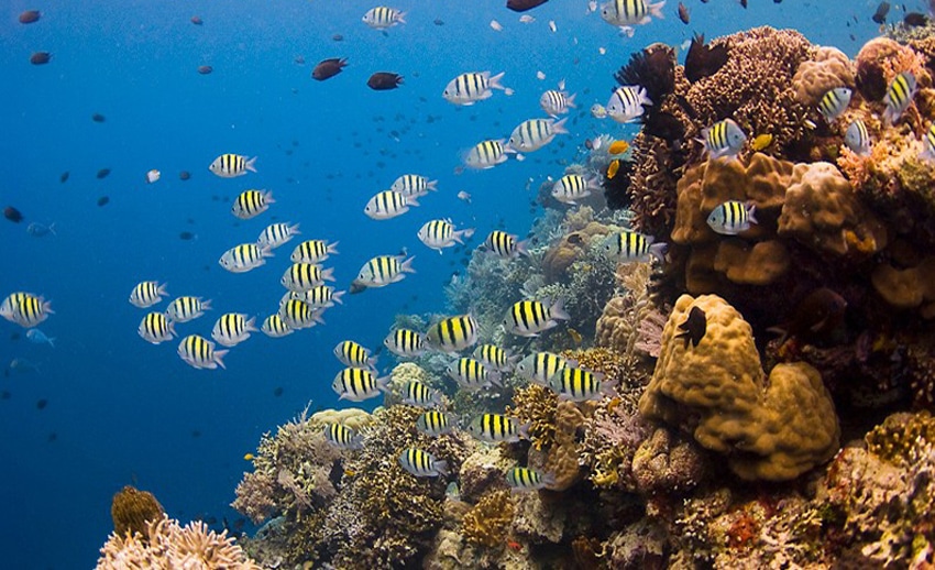 terumbu karang cantik di bawah laut siladen