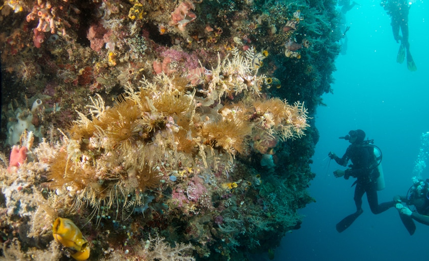 underwater great wall atau hanging walls spot selam memukau di bunaken